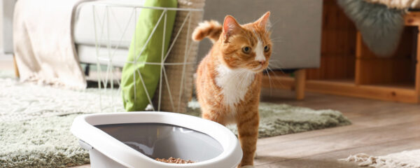 hygiène chat