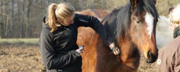 management par le cheval