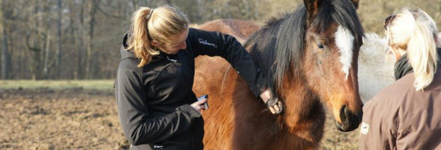 management par le cheval